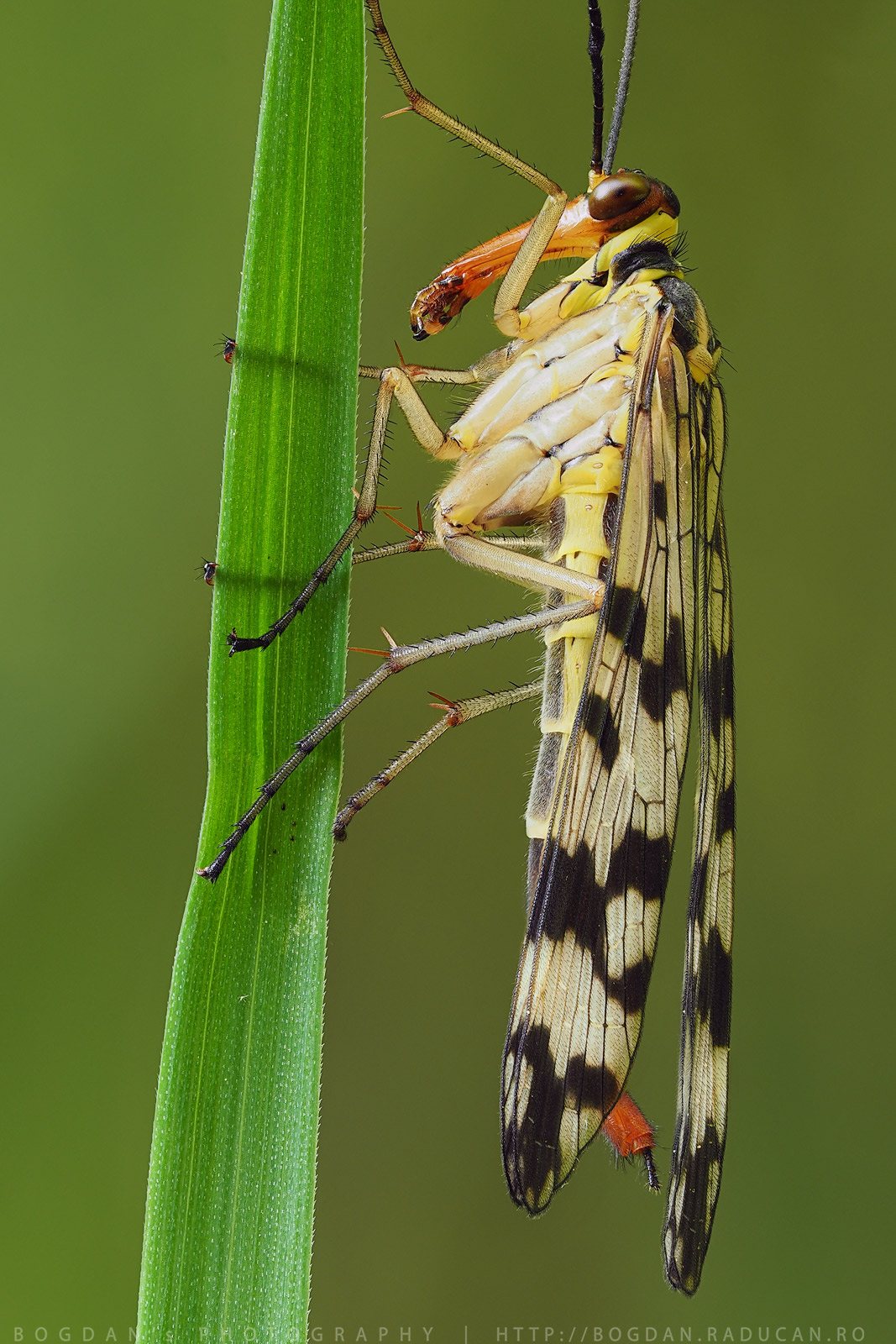 Musca scorpion femela (Panorpa vulgaris)